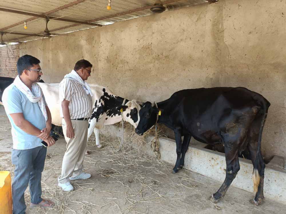 खेती के साथ कमाई का मजबूत विकल्प बना डेयरी व्यवसाय, विभाग दे रहा हर संभव सहयोग खेती के साथ कमाई का मजबूत विकल्प बना डेयरी व्यवसाय, विभाग दे रहा हर संभव सहयोग