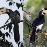 वन्य पर्यटन को बढ़ावा: उदंती-सीतानदी में ‘हॉर्नबिल सफारी’ की शुरुआत कराएंगे वन मंत्री