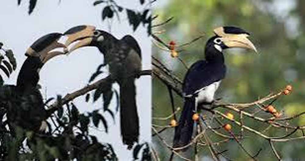 वन्य पर्यटन को बढ़ावा: उदंती-सीतानदी में ‘हॉर्नबिल सफारी’ की शुरुआत कराएंगे वन मंत्री