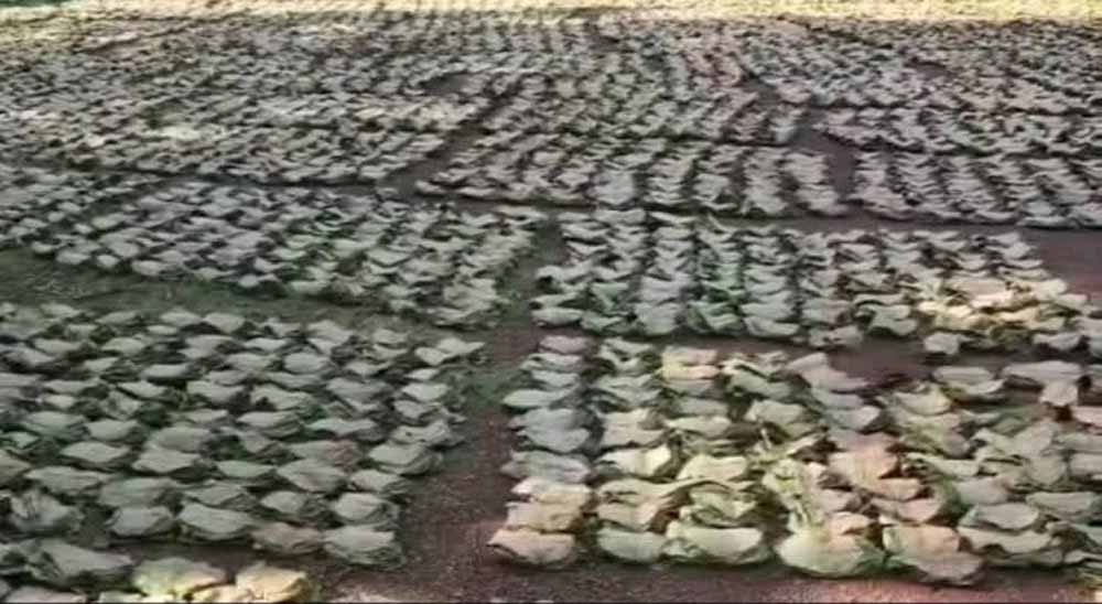 Bastar News: तेंदूपत्ता खरीदी ने रचा इतिहास, 50 हजार संग्राहकों की दूरी बनी चिंता का विषय