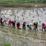 धान रोपाई सीजन में हरियाणा सरकार का बड़ा फैसला, 8 जिलों में रोजाना 8 घंटे थ्री-फेज बिजली