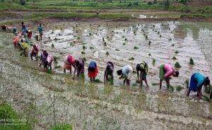 धान रोपाई सीजन में हरियाणा सरकार का बड़ा फैसला, 8 जिलों में रोजाना 8 घंटे थ्री-फेज बिजली