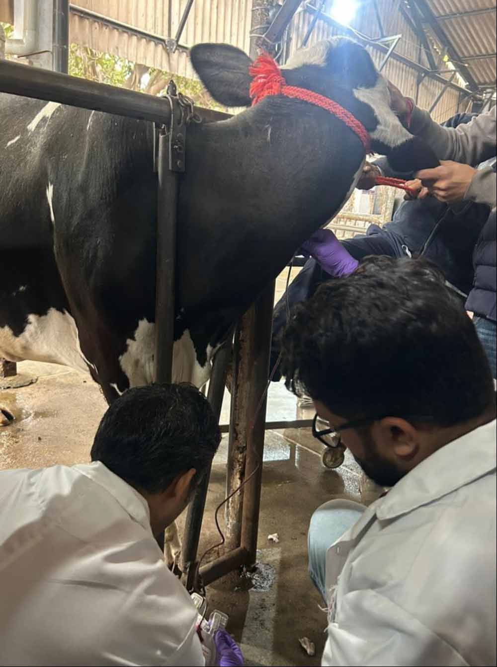 हरियाणा के हिसार में पशुओं के लिए खुला देश का पहला ब्लड बैंक, शुरू हुआ जीव संजीवनी अभियान