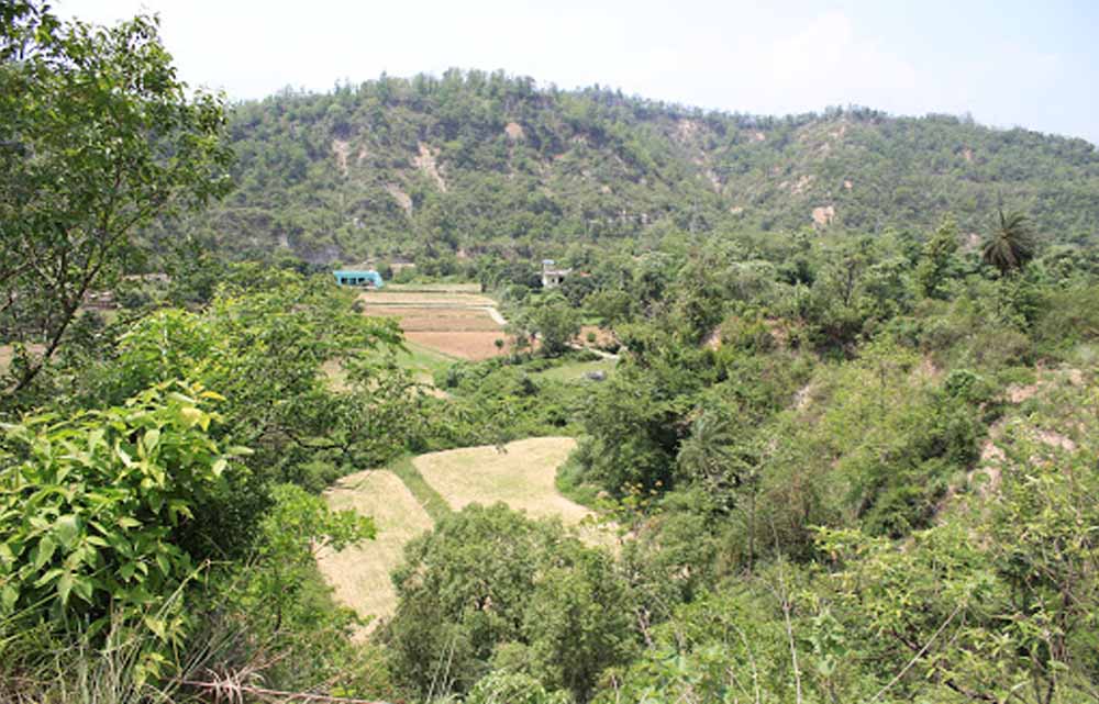 हरियाणा में यमुनानगर का ग्रीन रिकॉर्ड, 60 लाख से अधिक पौधारोपण के साथ शीर्ष पर पहुंचा