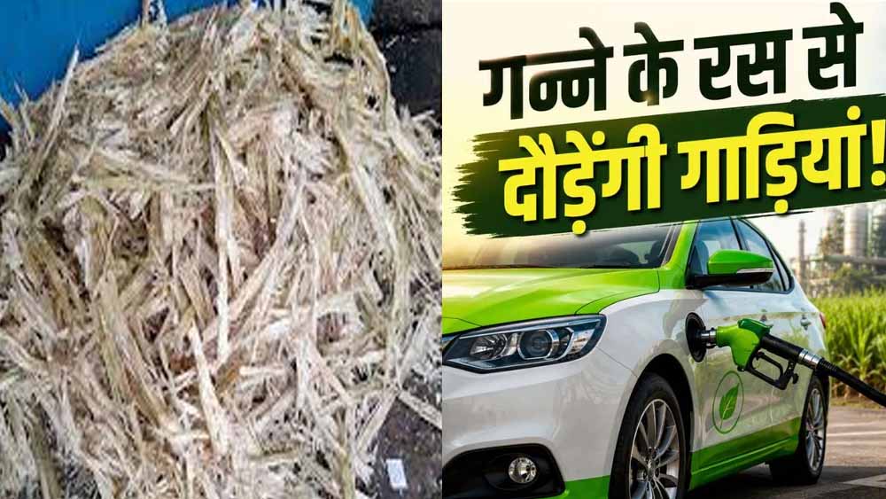 मध्य प्रदेश में गन्ना बनेगा तरक्की का इंजन, एथेनॉल से चलेंगी गाड़ियां; किसानों की आय बढ़ने की उम्मीद मध्य प्रदेश में गन्ना बनेगा तरक्की का इंजन, एथेनॉल से चलेंगी गाड़ियां; किसानों की आय बढ़ने की उम्मीद