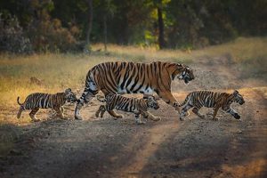 भोपाल के बाघ बने वैश्विक चर्चा का विषय, काठमांडू सम्मेलन में 42 देशों के विशेषज्ञ जानेंगे उनका व्यवहार