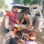गुना के डायल-112 हीरोज घायल हिरण के शावक को सुरक्षित वन विभाग के सुपुर्द किया