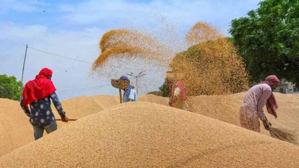 बढ़ते तापमान ने बढ़ाई किसानों की चिंता, गेहूं की फसल पर मंडरा रहा संकट बढ़ते तापमान ने बढ़ाई किसानों की चिंता, गेहूं की फसल पर मंडरा रहा संकट