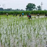 मानसून बना किसानों का सहारा, झारखंड के खेतों में लौटी हरियाली और उम्मीद मानसून बना किसानों का सहारा, झारखंड के खेतों में लौटी हरियाली और उम्मीद