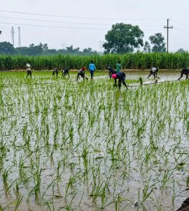 मानसून बना किसानों का सहारा, झारखंड के खेतों में लौटी हरियाली और उम्मीद मानसून बना किसानों का सहारा, झारखंड के खेतों में लौटी हरियाली और उम्मीद