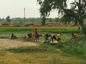 छह जिलों के लाखों किसानों को मिलेगा सिंचाई संकट से छुटकारा