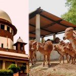 Supreme Court: तमिलनाडु सरकार की याचिका पर बड़ा आदेश, गाय-बछड़े से जुड़े मामले में हाईकोर्ट का फैसला पलटा Supreme Court: तमिलनाडु सरकार की याचिका पर बड़ा आदेश, गाय-बछड़े से जुड़े मामले में हाईकोर्ट का फैसला पलटा
