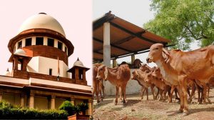 Supreme Court: तमिलनाडु सरकार की याचिका पर बड़ा आदेश, गाय-बछड़े से जुड़े मामले में हाईकोर्ट का फैसला पलटा Supreme Court: तमिलनाडु सरकार की याचिका पर बड़ा आदेश, गाय-बछड़े से जुड़े मामले में हाईकोर्ट का फैसला पलटा