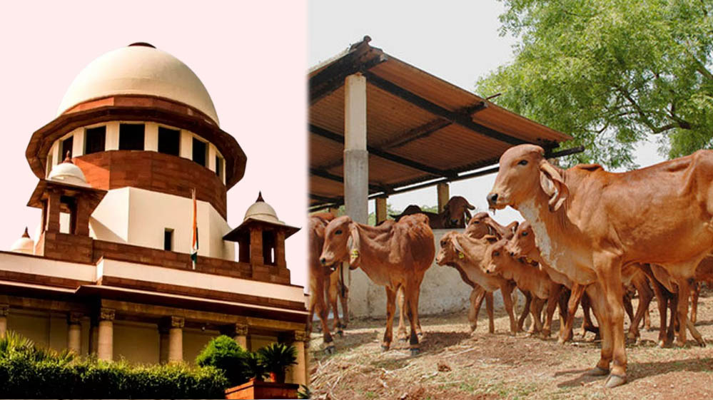 Supreme Court: तमिलनाडु सरकार की याचिका पर बड़ा आदेश, गाय-बछड़े से जुड़े मामले में हाईकोर्ट का फैसला पलटा Supreme Court: तमिलनाडु सरकार की याचिका पर बड़ा आदेश, गाय-बछड़े से जुड़े मामले में हाईकोर्ट का फैसला पलटा