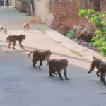बंदरों के आतंक से कचरा संकट तक, नगर निगम बैठक में लिए गए कई अहम निर्णय बंदरों के आतंक से कचरा संकट तक, नगर निगम बैठक में लिए गए कई अहम निर्णय