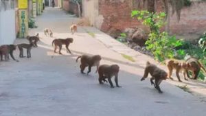 बंदरों के आतंक से कचरा संकट तक, नगर निगम बैठक में लिए गए कई अहम निर्णय बंदरों के आतंक से कचरा संकट तक, नगर निगम बैठक में लिए गए कई अहम निर्णय