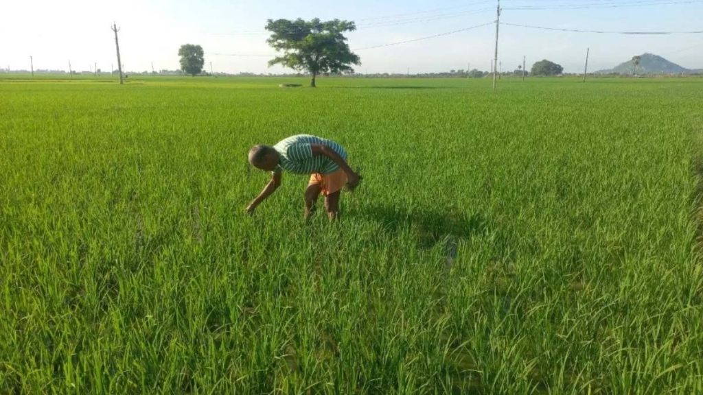 मेरी फसल-मेरा ब्योरा पोर्टल 31 जुलाई बाद होगा बंद, जल्द कराएं पंजीकरण