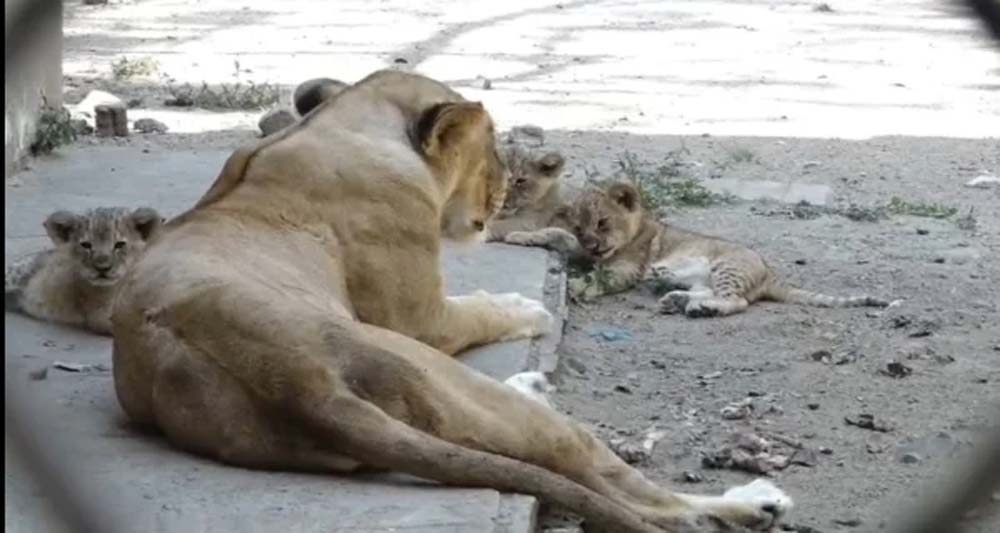 महागौरी ने दूसरी बार तीन शावकों को जन्म देकर बढ़ाई शेरों की संख्या