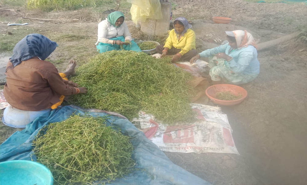 अनुपयोगी जमीन से समृद्धि की नई कहानी, धमतरी की महिलाओं ने औषधीय खेती से रचा नया मॉडल अनुपयोगी जमीन से समृद्धि की नई कहानी, धमतरी की महिलाओं ने औषधीय खेती से रचा नया मॉडल