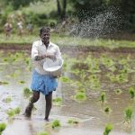 मानसून से किसानों के चेहरे खिले, छत्तीसगढ़ में 33.50 लाख हेक्टेयर में बोनी का लक्ष्य 69% पूरा मानसून से किसानों के चेहरे खिले, छत्तीसगढ़ में 33.50 लाख हेक्टेयर में बोनी का लक्ष्य 69% पूरा