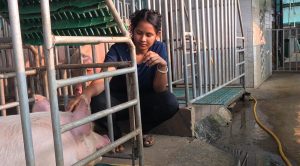 400 से ज्यादा सूकरों के साथ ग्रेसी बनीं सफलता की मिसाल, आधुनिक सूकरपालन से बदली जिंदगी
