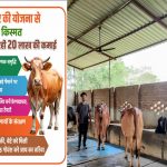 गोसेवी परिवार के लिए मिनी नंदिनी कृषक समृद्धि योजना साबित हुई टर्निंग प्वाइंट