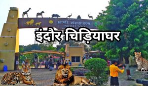 इंदौर प्राणी संग्रहालय को मिलेगा नया मेहमान, गैंडों की जोड़ी और दरियाई घोड़ा ‘सतीश’ बनेगा आकर्षण का केंद्र इंदौर प्राणी संग्रहालय को मिलेगा नया मेहमान, गैंडों की जोड़ी और दरियाई घोड़ा ‘सतीश’ बनेगा आकर्षण का केंद्र