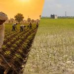 सूखे मानसून ने बढ़ाई पंजाब के किसानों की चिंता, 38% कम बारिश से धान की खेती पर खतरा