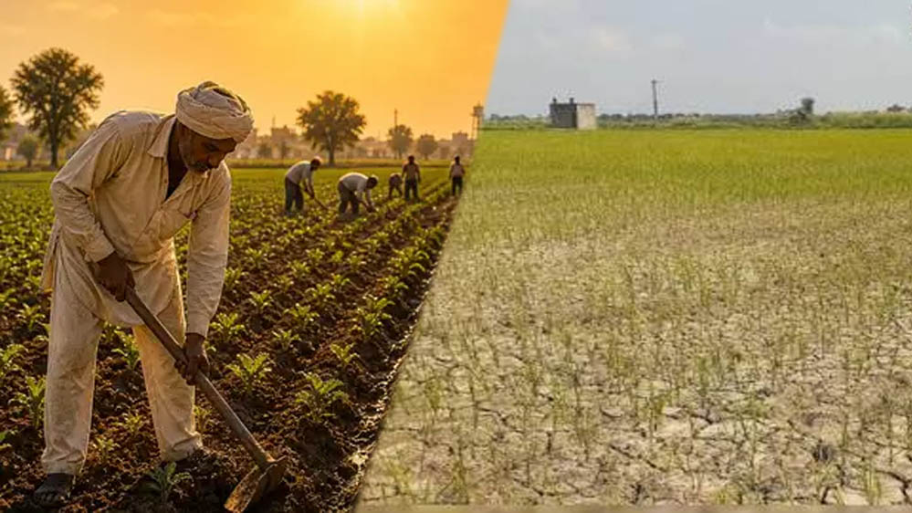 सूखे मानसून ने बढ़ाई पंजाब के किसानों की चिंता, 38% कम बारिश से धान की खेती पर खतरा सूखे मानसून ने बढ़ाई पंजाब के किसानों की चिंता, 38% कम बारिश से धान की खेती पर खतरा