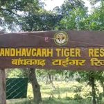 अंतर्राष्ट्रीय बाघ दिवस आज: बांधवगढ़ टाइगर रिजर्व में जागरूकता और सांस्कृतिक कार्यक्रमों की धूम