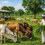 हरित चारा अभियान से यूपी में 39 हजार हेक्टेयर भूमि हुई मुक्त
