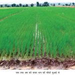 कम पानी में बेहतर उत्पादन देगा सीधी बुआई तकनीक, किसानों को राहत कम पानी में बेहतर उत्पादन देगा सीधी बुआई तकनीक, किसानों को राहत