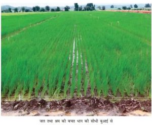 कम पानी में बेहतर उत्पादन देगा सीधी बुआई तकनीक, किसानों को राहत कम पानी में बेहतर उत्पादन देगा सीधी बुआई तकनीक, किसानों को राहत