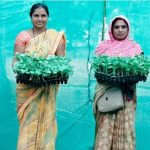 जलवायु परिवर्तन से निपटने की नई पहल, धमतरी में वैज्ञानिकों ने किसानों को ग्राफ्टेड सब्जियों की खेती का दिया प्रशिक्षण