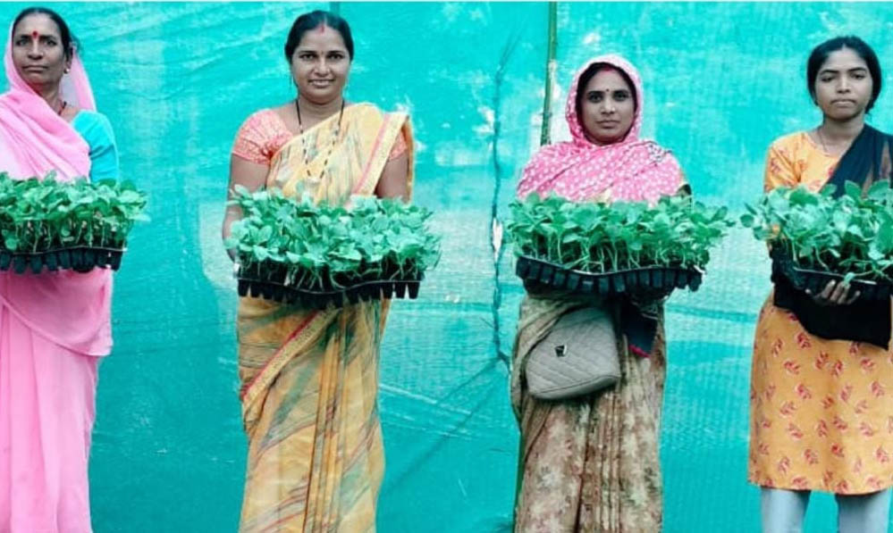 जलवायु परिवर्तन से निपटने की नई पहल, धमतरी में वैज्ञानिकों ने किसानों को ग्राफ्टेड सब्जियों की खेती का दिया प्रशिक्षण जलवायु परिवर्तन से निपटने की नई पहल, धमतरी में वैज्ञानिकों ने किसानों को ग्राफ्टेड सब्जियों की खेती का दिया प्रशिक्षण