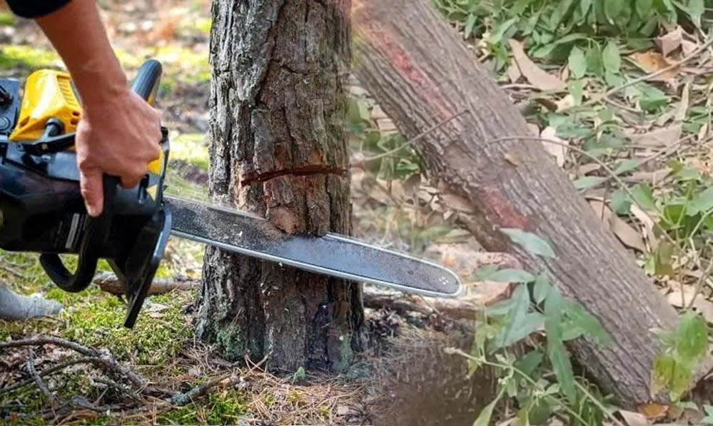 रायसेन में पेड़ों की कटाई पर बवाल, 680 की मंजूरी लेकर हजारों पेड़ काटने का आरोप; विधानसभा में उठेगा मुद्दा रायसेन में पेड़ों की कटाई पर बवाल, 680 की मंजूरी लेकर हजारों पेड़ काटने का आरोप; विधानसभा में उठेगा मुद्दा