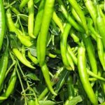 किसानों को मिली प्राकृतिक मिर्च उत्पादन की आधुनिक तकनीकों की जानकारी