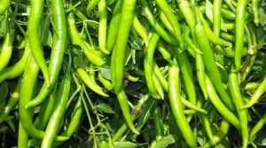 किसानों को मिली प्राकृतिक मिर्च उत्पादन की आधुनिक तकनीकों की जानकारी