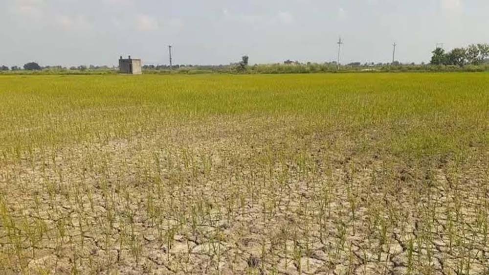 38 प्रतिशत कम बारिश से खरीफ संकट में, धान बुआई प्रभावित हुई 38 प्रतिशत कम बारिश से खरीफ संकट में, धान बुआई प्रभावित हुई