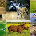 वन, वन्यजीव और पर्यावरण कानूनों के प्रभावी पालन के लिए न्यायिक-प्रशासनिक समन्वय पर जोर
