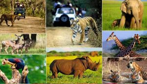 वन, वन्यजीव और पर्यावरण कानूनों के प्रभावी पालन के लिए न्यायिक-प्रशासनिक समन्वय पर जोर