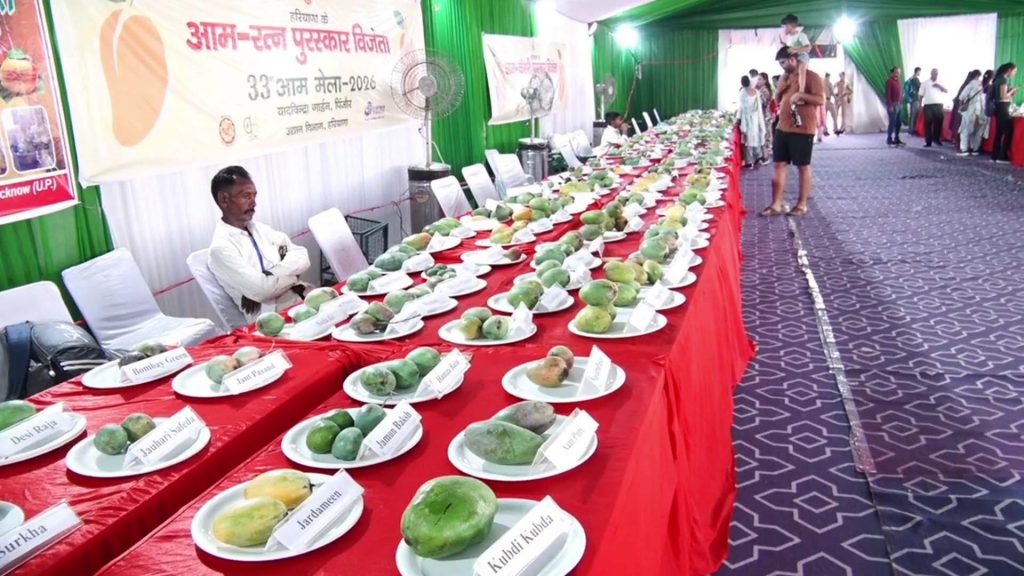 यादविंद्रा गार्डन में 33वां आम मेला शुरू, पांच राज्यों के किसानों ने सजाई आमों की अनोखी दुनिया यादविंद्रा गार्डन में 33वां आम मेला शुरू, पांच राज्यों के किसानों ने सजाई आमों की अनोखी दुनिया