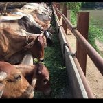 ग्वालियर में बजरंग भक्त मंडल ने की 1 टन हरे चारे से गौसेवा