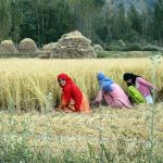 खेती में महिलाओं की भागीदारी बढ़ी, ग्रामीण अर्थव्यवस्था को मिली नई रफ्तार