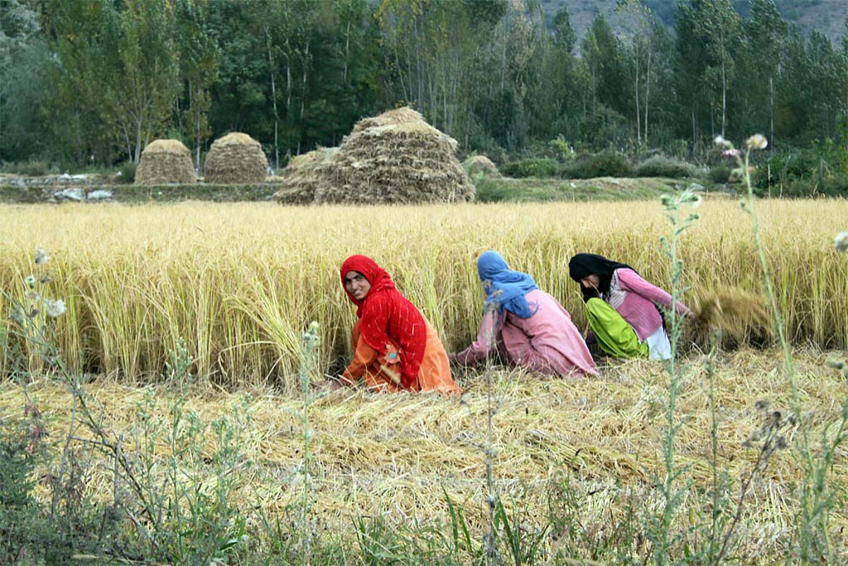 खेती में महिलाओं की भागीदारी बढ़ी, ग्रामीण अर्थव्यवस्था को मिली नई रफ्तार