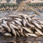 Fish Farming Subsidy: बिहार में मछली पालन के लिए 60% अनुदान, जानें आवेदन की अंतिम तिथि