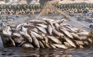Fish Farming Subsidy: बिहार में मछली पालन के लिए 60% अनुदान, जानें आवेदन की अंतिम तिथि