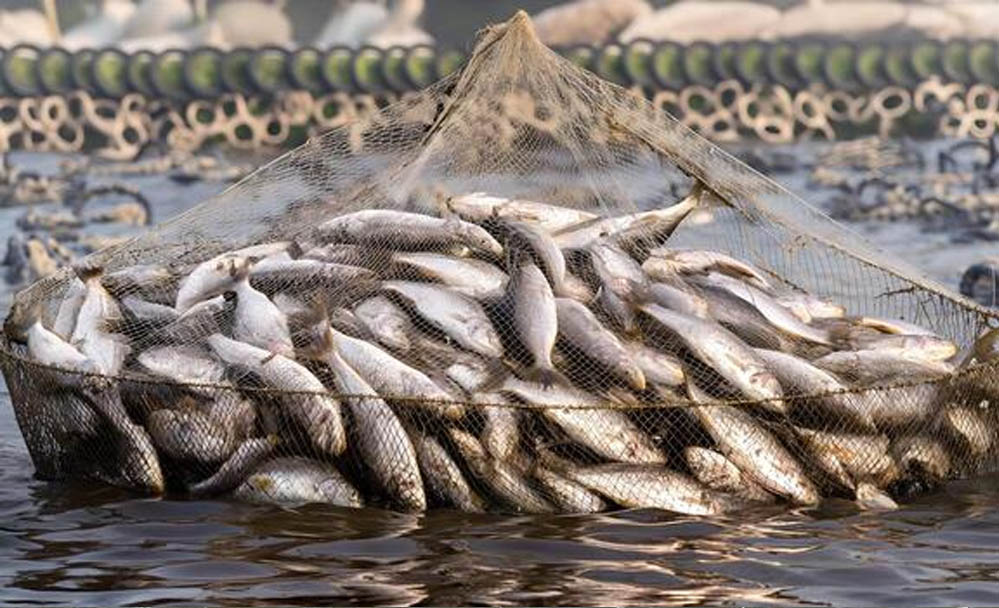 Fish Farming Subsidy: बिहार में मछली पालन के लिए 60% अनुदान, जानें आवेदन की अंतिम तिथि Fish Farming Subsidy: बिहार में मछली पालन के लिए 60% अनुदान, जानें आवेदन की अंतिम तिथि