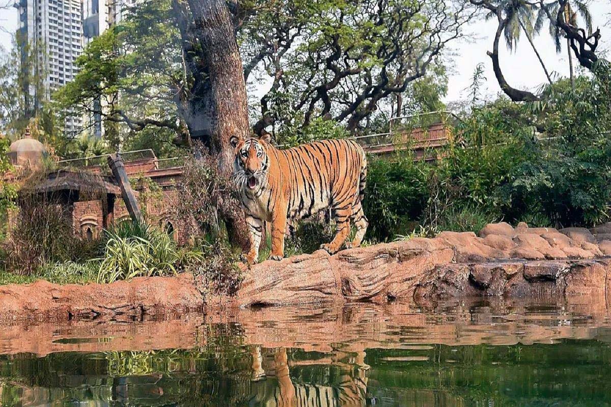 अब जानवरों के और करीब होंगे विजिटर्स, दिल्ली जू में ग्लास वॉल एनक्लोजर और आधुनिक सुविधाएं