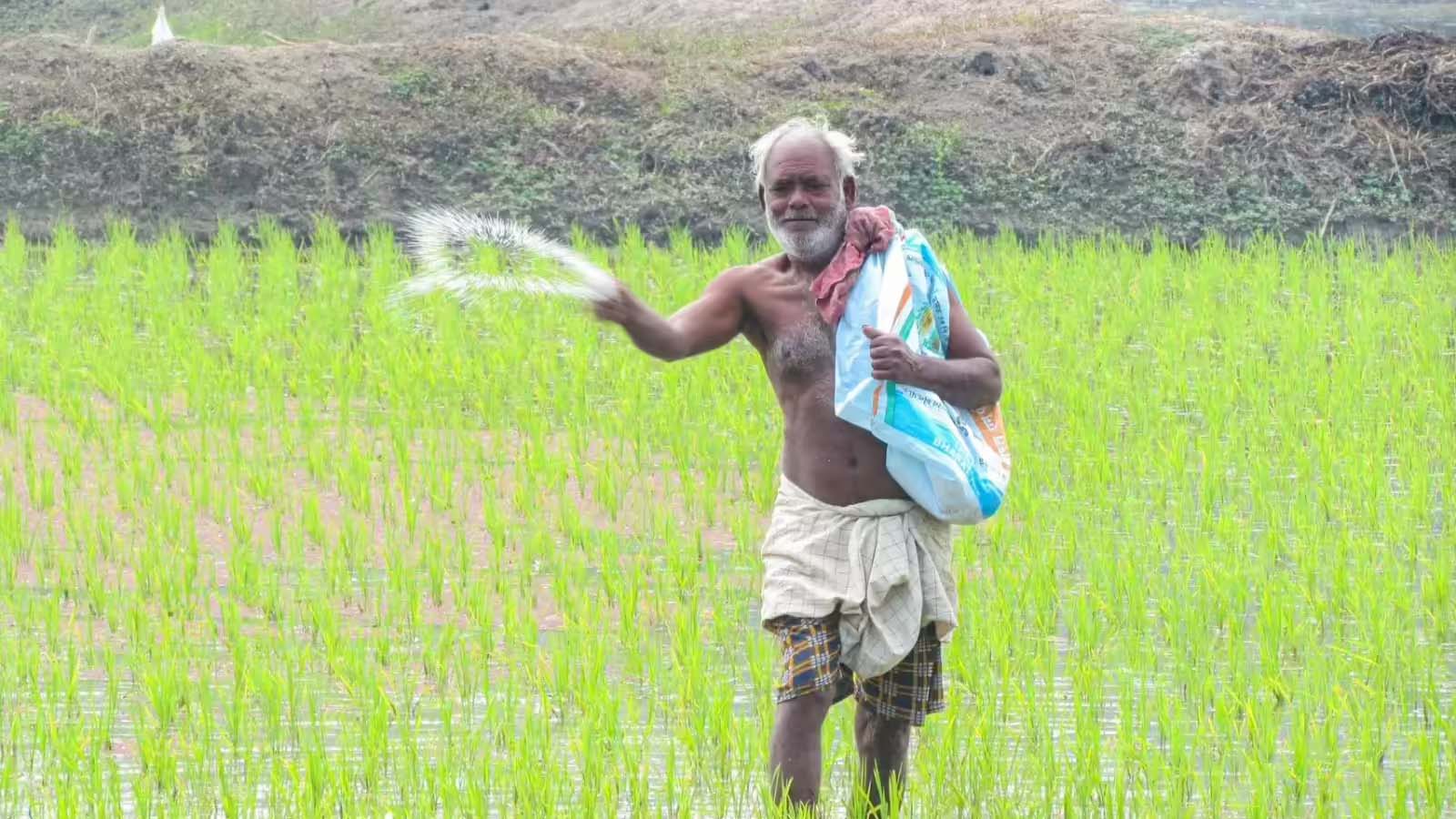 राजस्थान सरकार की नई गाइडलाइन, फसल बीमा कंपनियों को नियम तोड़ना पड़ेगा महंगा